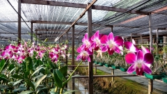 bangkok-orchideenfarm